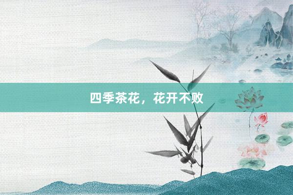 四季茶花，花开不败